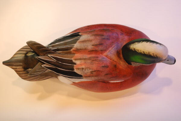 Wigeon Drake (Item # WG-002-2025) - Image 3